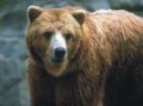 Bär
