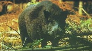 Wildschwein