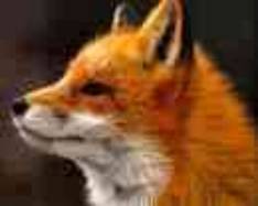 Fuchs